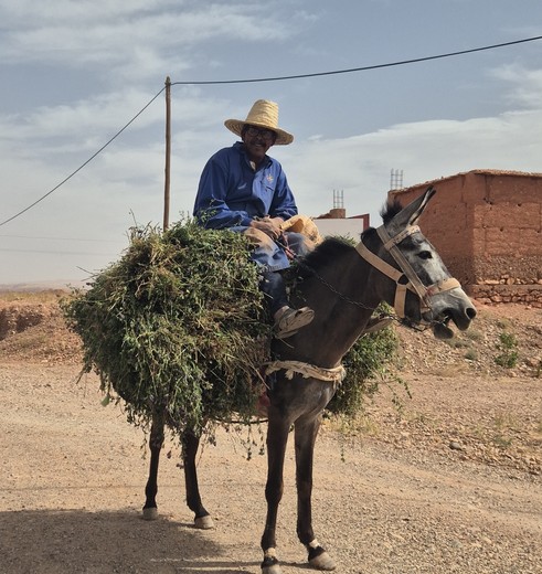 De lokale boer op pad met zijn ezel in Ait Ben Haddou
