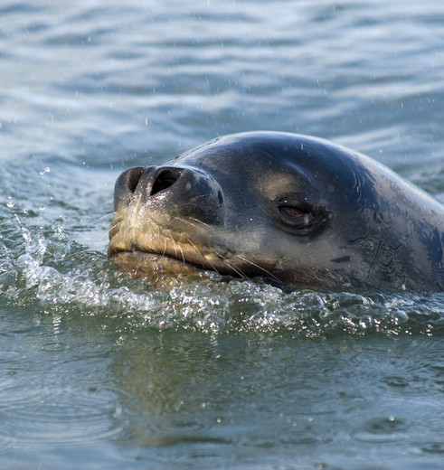 Schattige snuitjes boven het water tijdens de © Skorpios Cruises