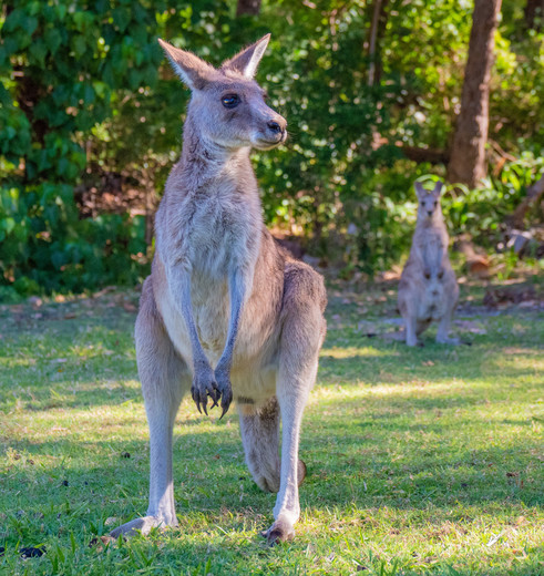 Kangoeroes op Kangaroo Island