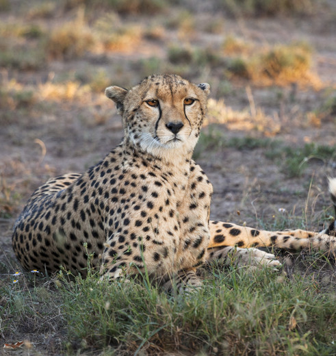 Spot de Cheeta op de vlakte in Masai Mara, Kenia