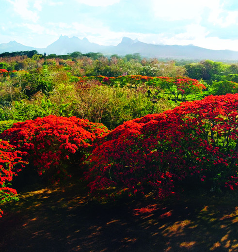 Mooie kleuren bomen met groen en rode bladeren. Natuur
