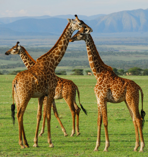 Ngorongoro Conservation Area