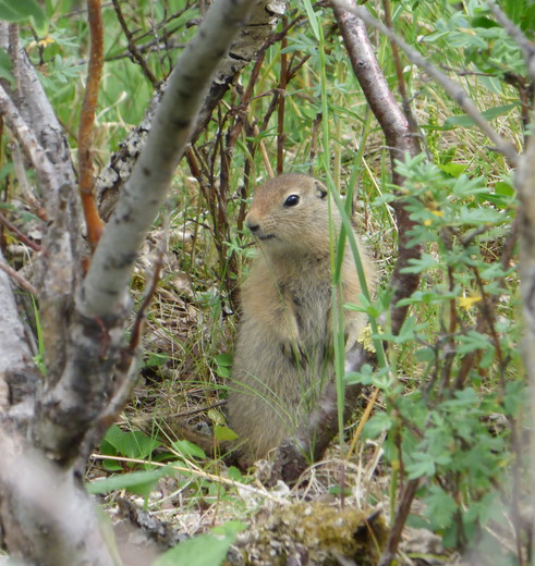 Arctische grondeekhoorn in Denali, Alaska, Amerika