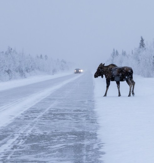Eland steekt de besneeuwde weg over, Alaska, Amerika