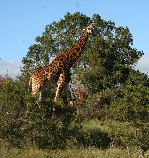 Amakhala-Giraf Amakhala-Giraf