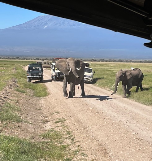 Olifanten spotten op safari Amboseli, Kenia
