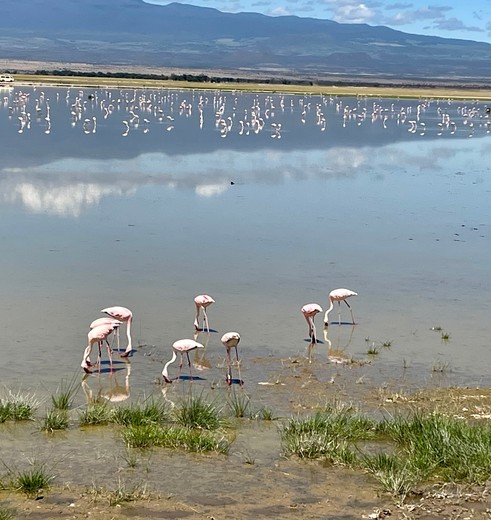 Flamingo's Amboseli National Park, Kenia