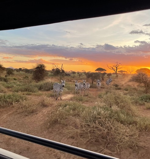 Zebra's bij zonsondergang Amboseli, Kenia