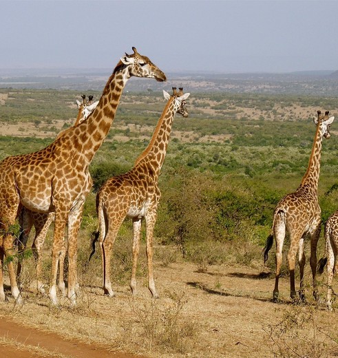Giraffes op de vlaktes van Amboseli, Kenia