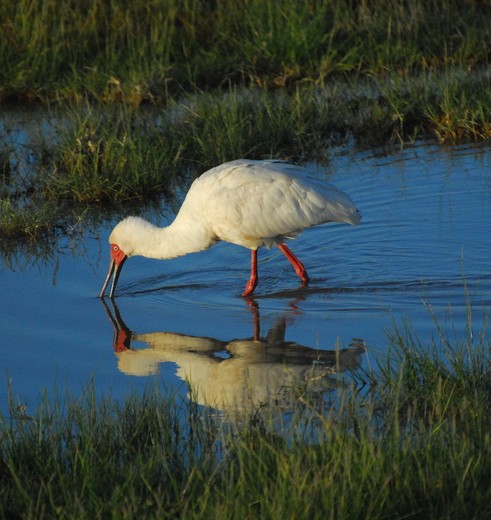 Vogels in Amboseli, Kenia