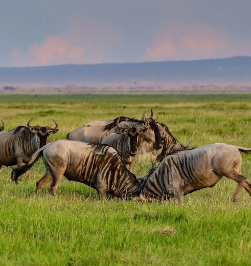 Wildebeesten aan het spelen in Amboseli NP, Kenia