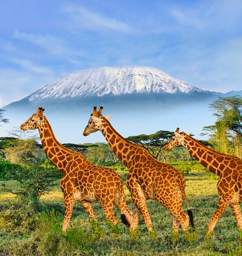 Giraffes voor Kilimanjaro, Kenia