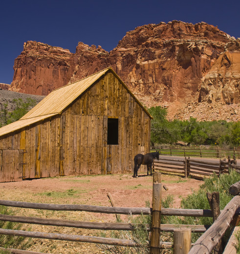 Amerika-Capitol-Reef-Paard_3_511345