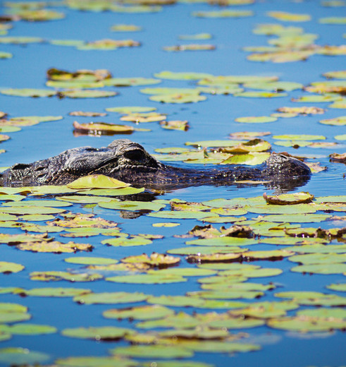 Alligators in de Everglades