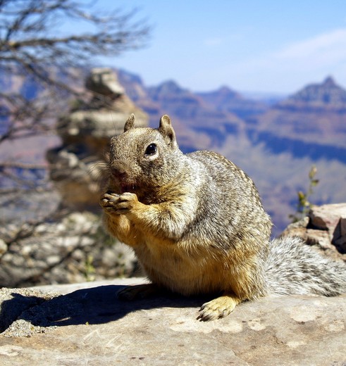 Eekhoorn in de Grand Canyon