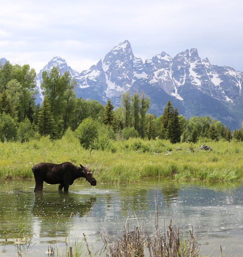 Amerika-Grand-Teton-Eland-1