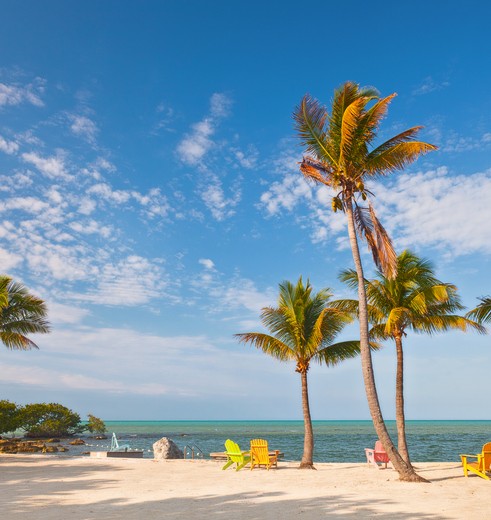 Amerika-Key-West-Palmbomen-1_1_518269