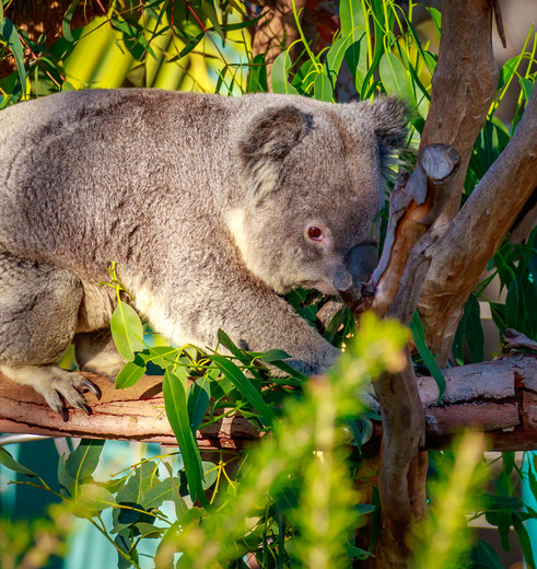 Amerika-San-Diego-Zoo-Koala_2_502434