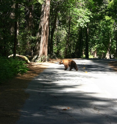 Amerika-Shenandoah-Beer