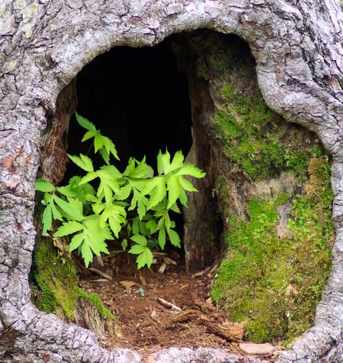 Amerika-Shenandoah-Holle-Boom