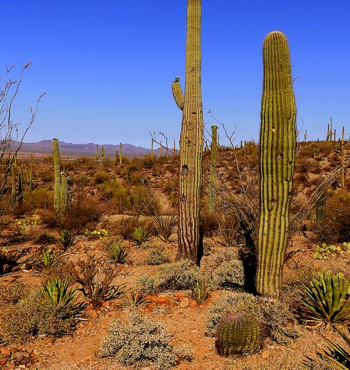 Tucson Saguaro NP in Texas