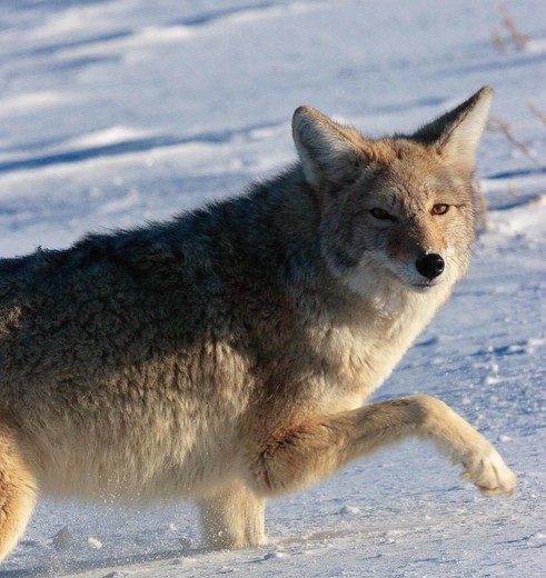 Amerika-Verenigde-Staten-Wildlife-15 Amerika-Verenigde-Staten-Wildlife-15