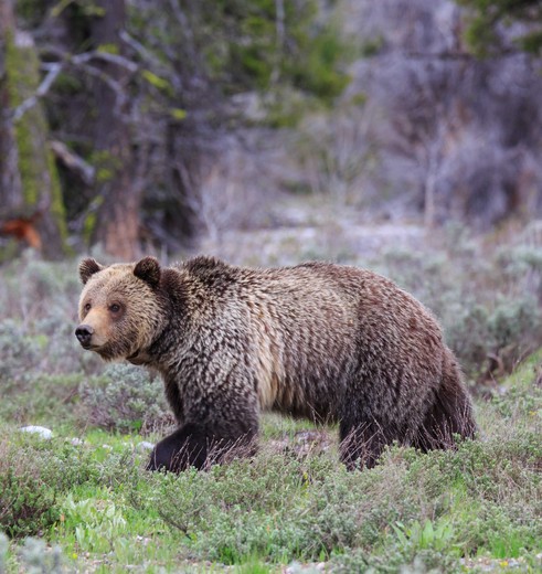 Grizzlybeer