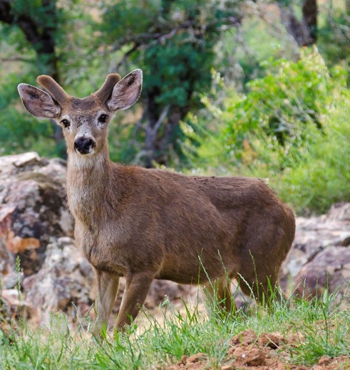 Amerika-Yosemite-National-Park-Hert
