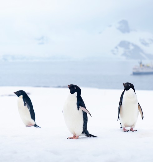 Pinguïns spotten, kajakken en genieten van de imposante natuur tijdens de Antarctica-cruise