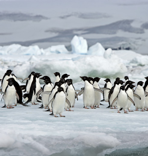 Pinguins in Antarctica, Argentinië