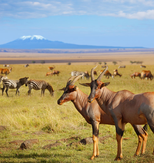 Antilopes in het Amboseli National Park