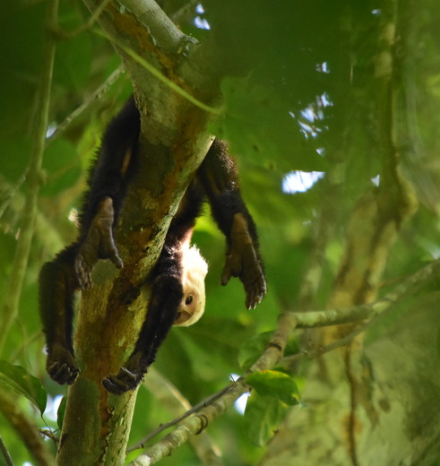 Apen-in-Carara-National-Park-2(7)