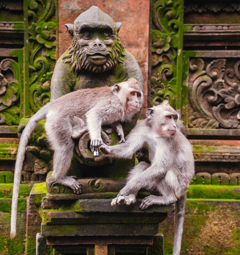 Apen in Monkey Forest in Ubud, Bali Apen in Monkey Forest in Ubud, Bali