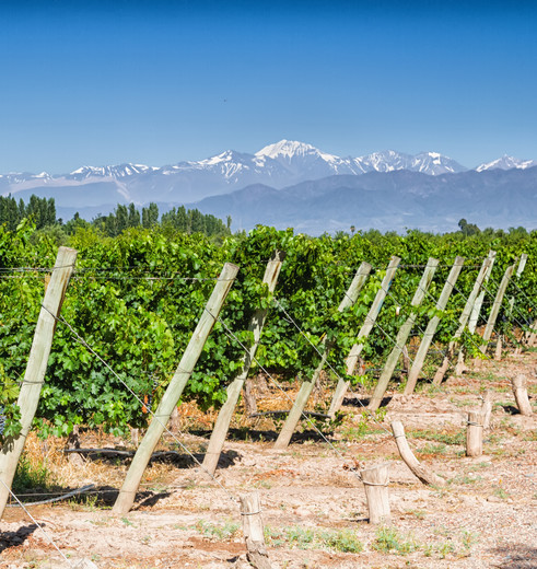Wijnvelden rond Mendoza, Argentinië