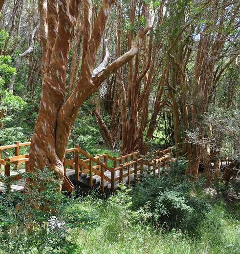 Argentinie-Bariloche-Los-Arrayanes-Park-trappen