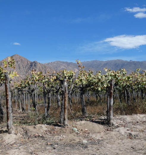 Wijngaard in Cafayate