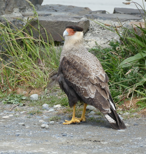 Argentinie-El-Calafate-vogel
