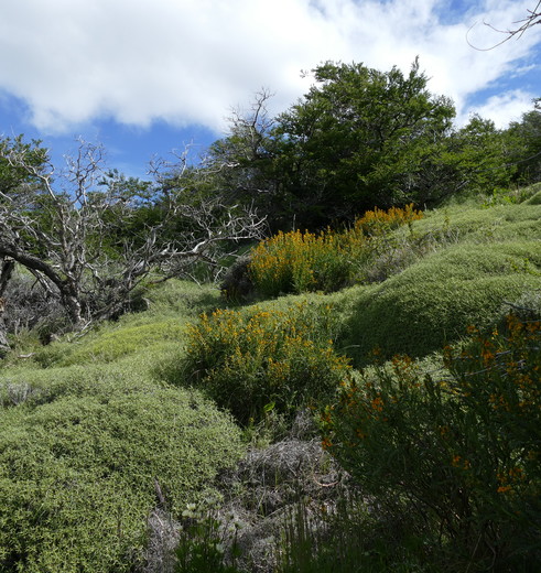 Argentinie-El-Chalten-ongerepte-natuur