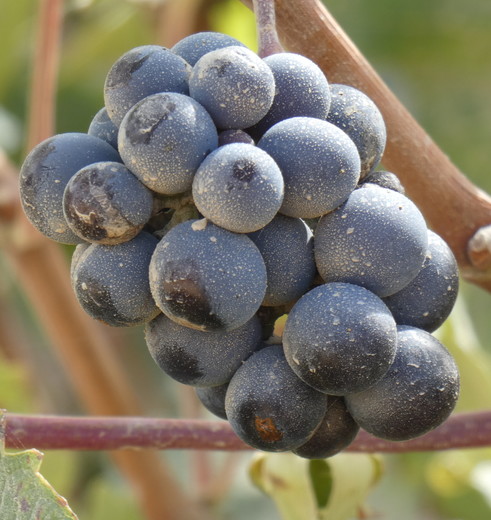 Argentinie-Mendoza-rode-druiven