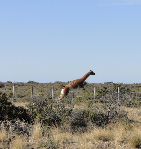 Argentinie-Peninsula-Valdes-alpaca