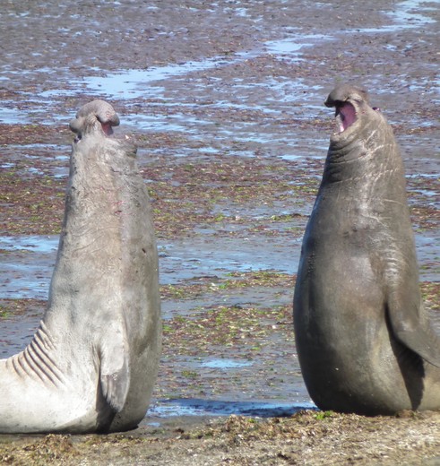 Argentinie-Peninsula-Valdes-zeeleeuw