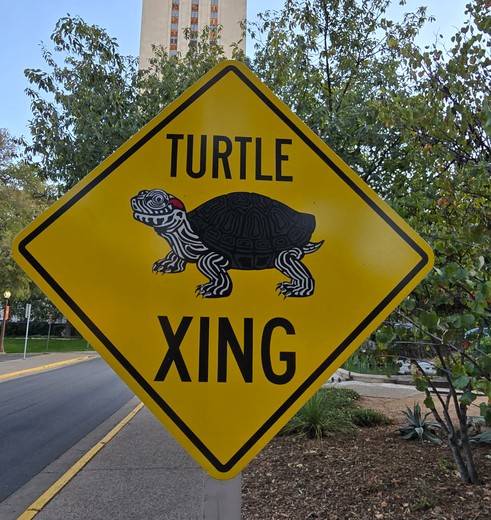 In de universiteitswijk van Austin is een vijver met schildpadden, Texas, Amerika