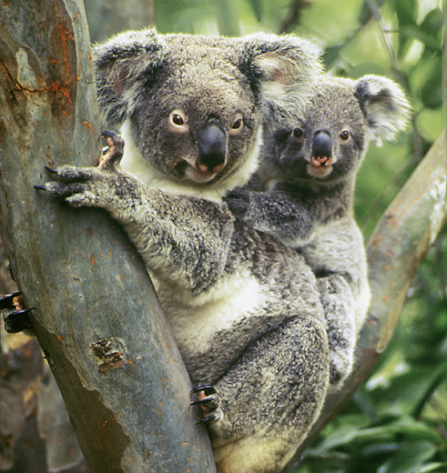 Koala's in Australië