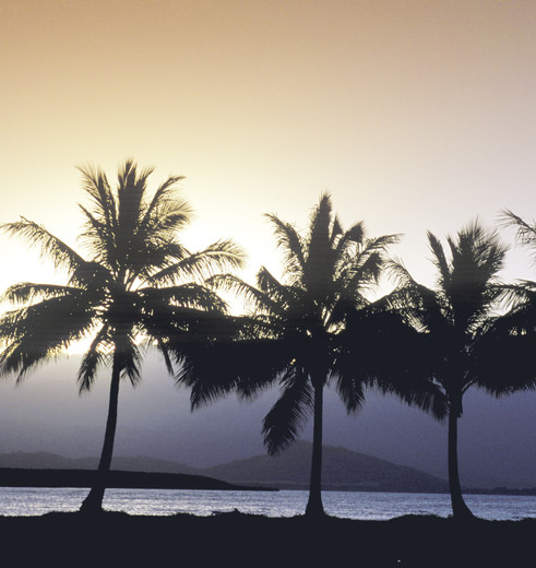 Australie-Airlie-Beach-palmbomen Australie-Airlie-Beach-palmbomen