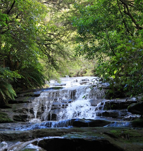 Wandel naar een waterval in de Blue Mountains, Australië - © Tourism Australia