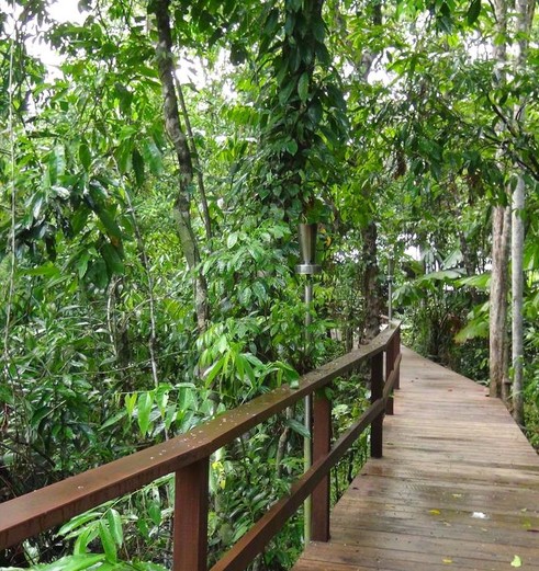 Wandel over een boardwalk door de jungle van Daintree Rainforest, Australië