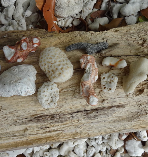 Australie-Fitzroy-Island-schelpen