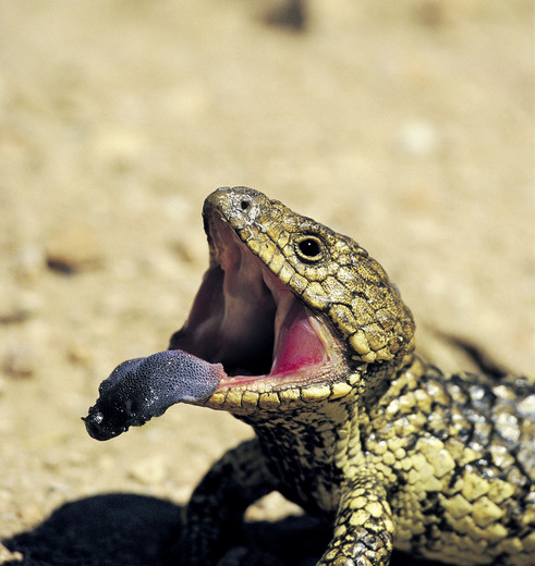 Australie-Flinders-Ranges-Blue-tongued lizard Australie-Flinders-Ranges-Blue-tongued lizard