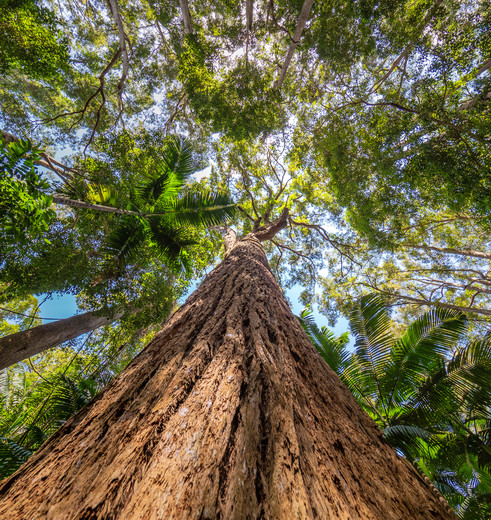 De metershoge bomen van Fraser Island, Australië