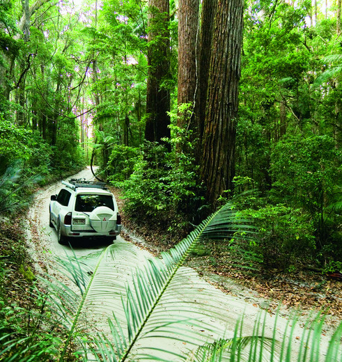 Australie-Fraser-Island-jungle-jeep
